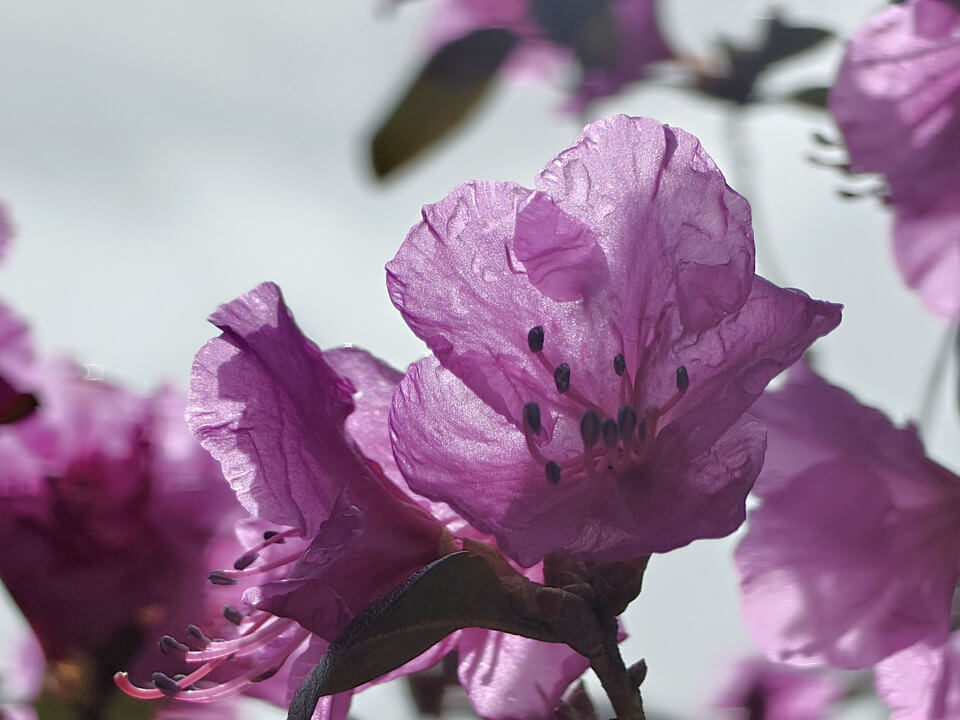 『エゾムラサキツツジ』moko3さん