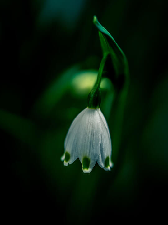 『スノーフレーク#２』台所っちさん