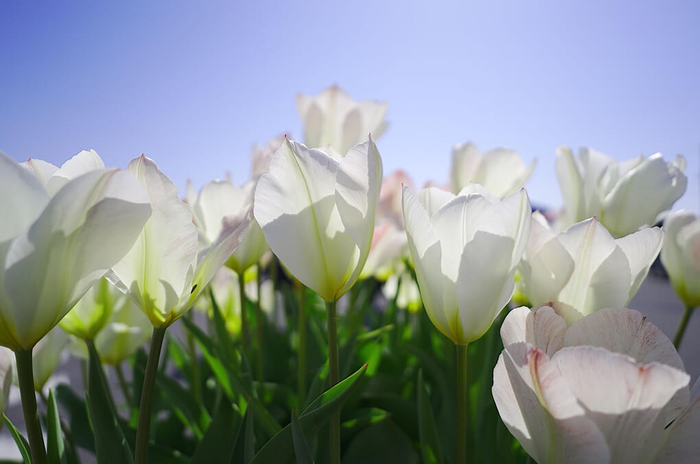 『新しい恋』maltaさん