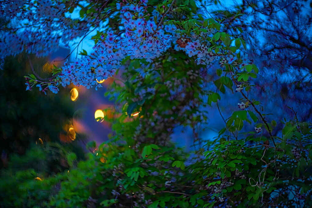 『街角に咲』sandancepopさん