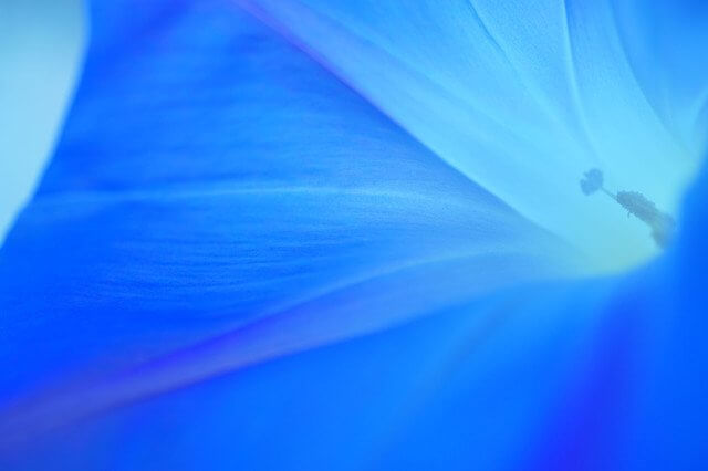 『青の時～朝顔』まありんさん