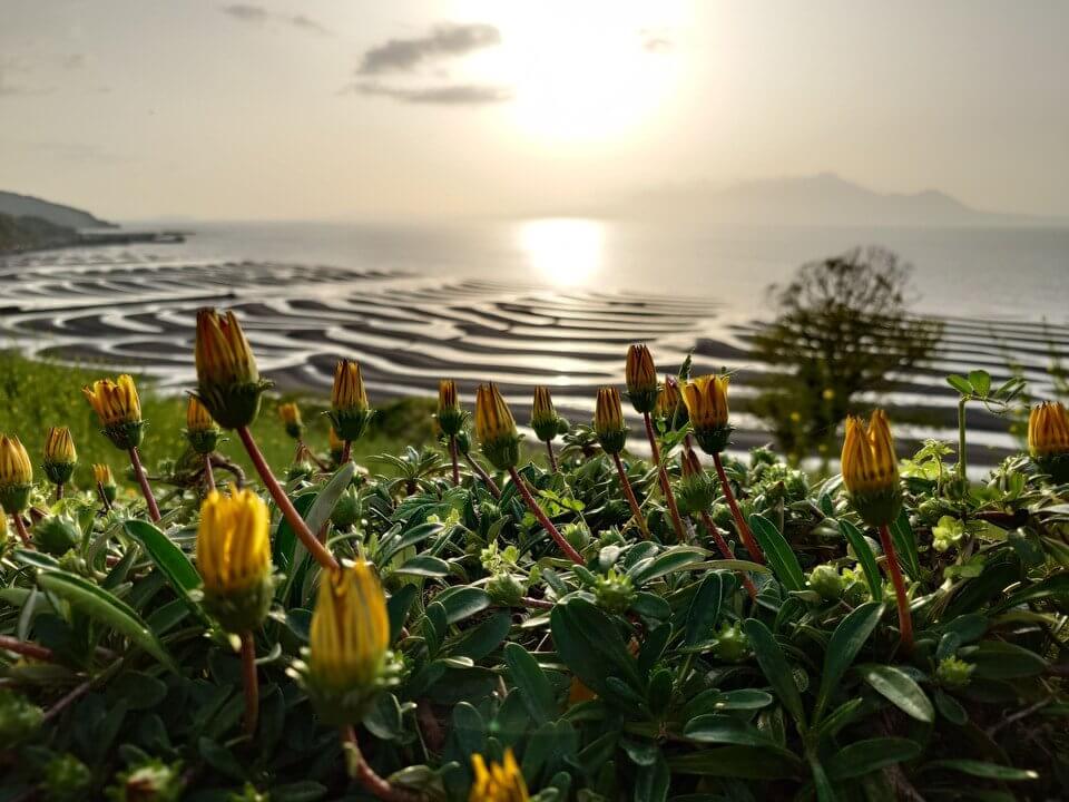 『ガザニア越しの夕景』そらくもさん