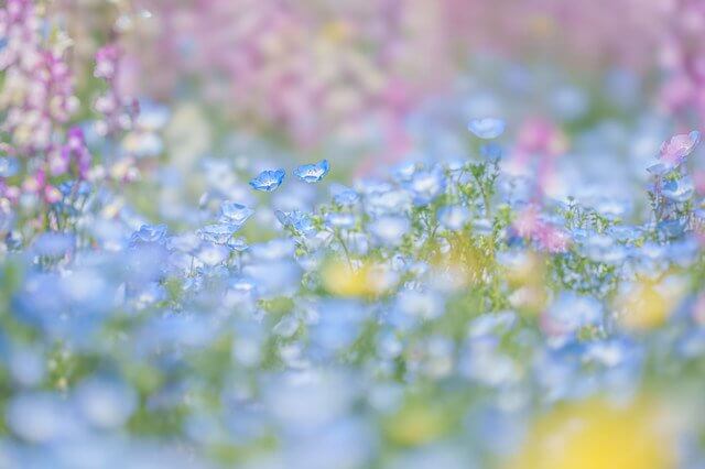 『Spring Garden』naoさん