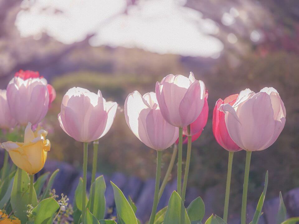 『朝陽を受けて』tomboさん