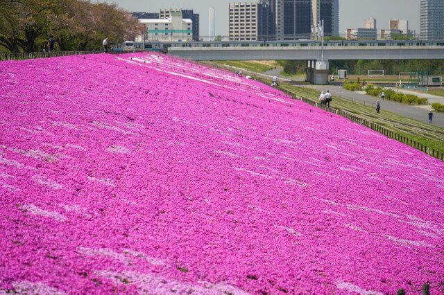 『芝桜2』hoianさん
