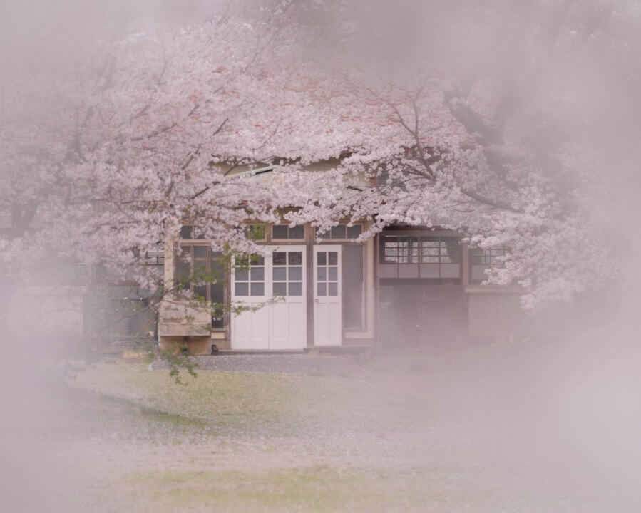 『桜のころの記憶』いーにょんさん