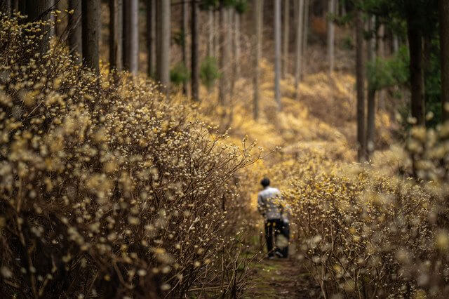 『秘密の花園』やもちゃんさん