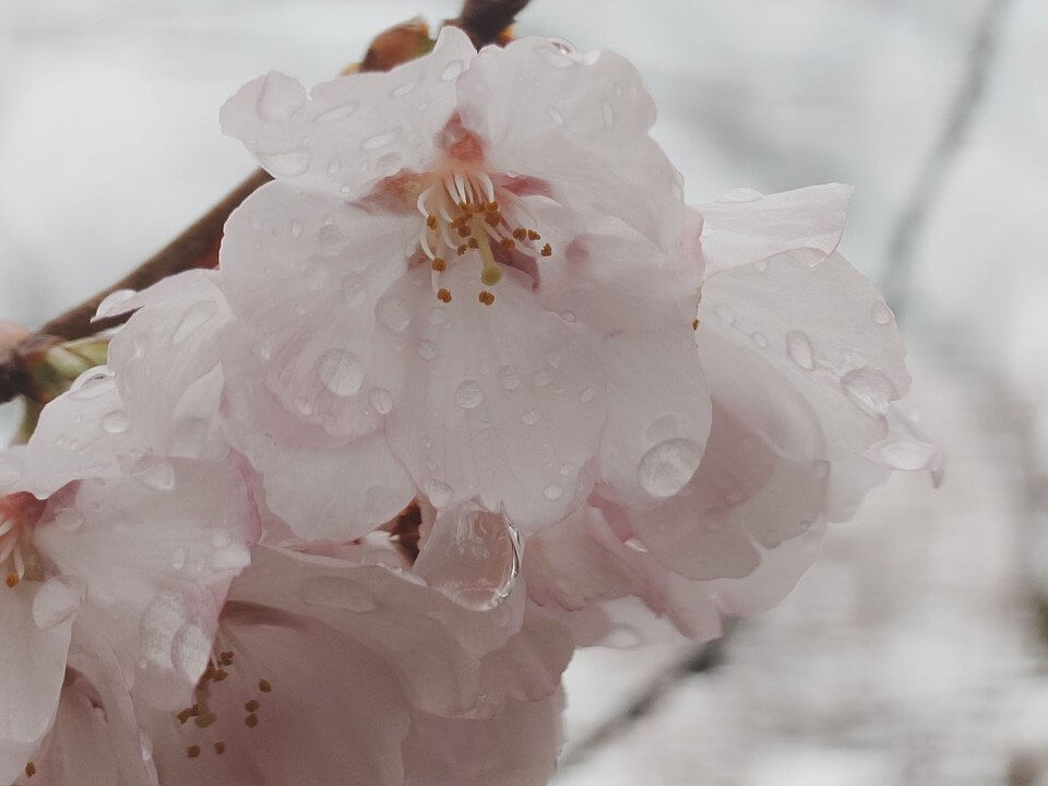 『高遠城址公園』風詠さん
