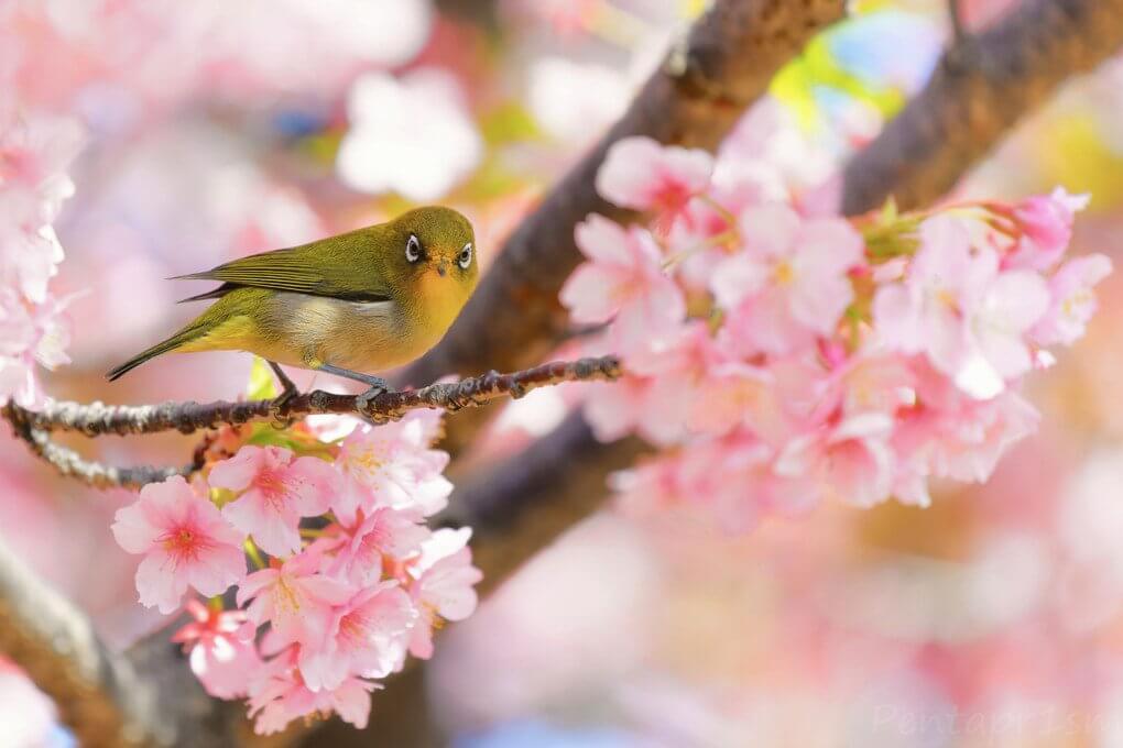 『サクラを狙うメジロ』Pentapr1smさん