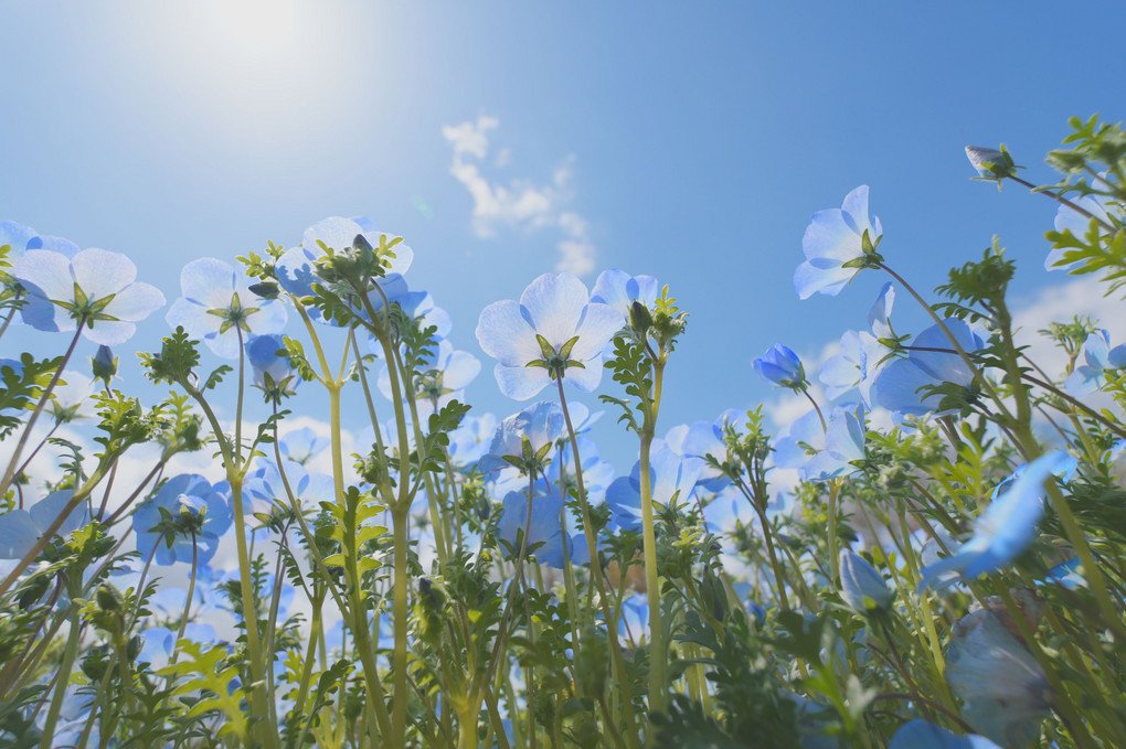 『天照』takaさん