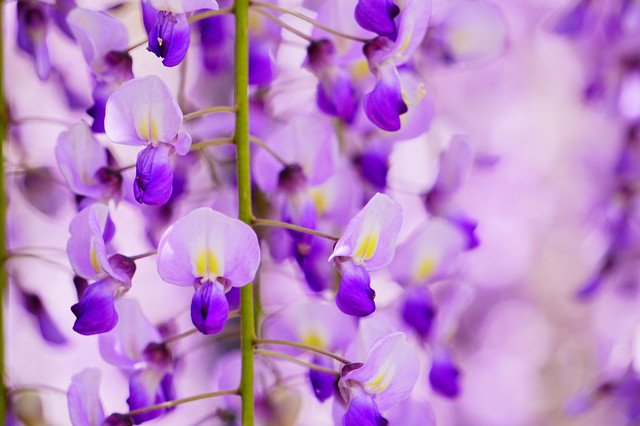 『藤の花 2025①』h2652さん