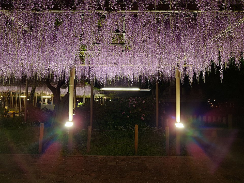 『江南藤まつり』SACOさん