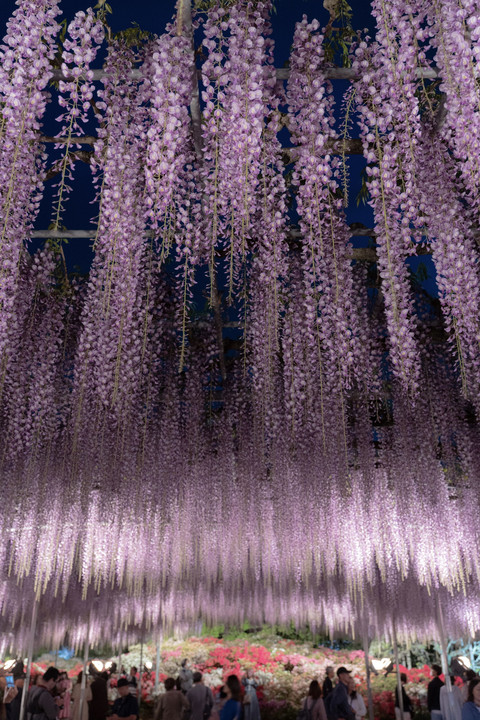 『藤まつりの夜』shoichiroさん