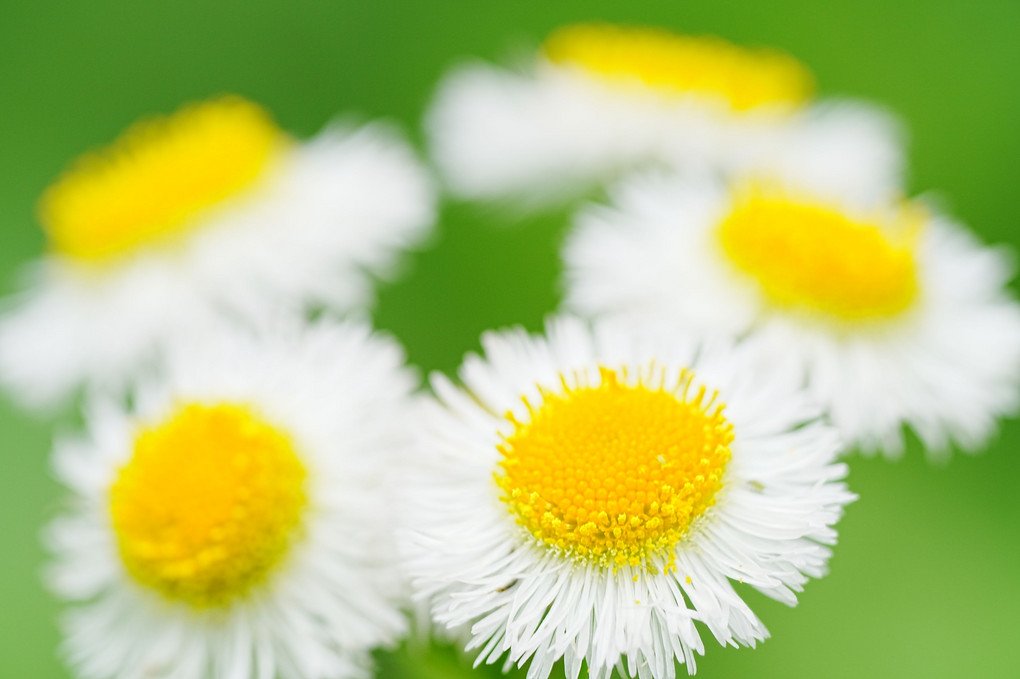 『花飾り』ポチの飼い主さん
