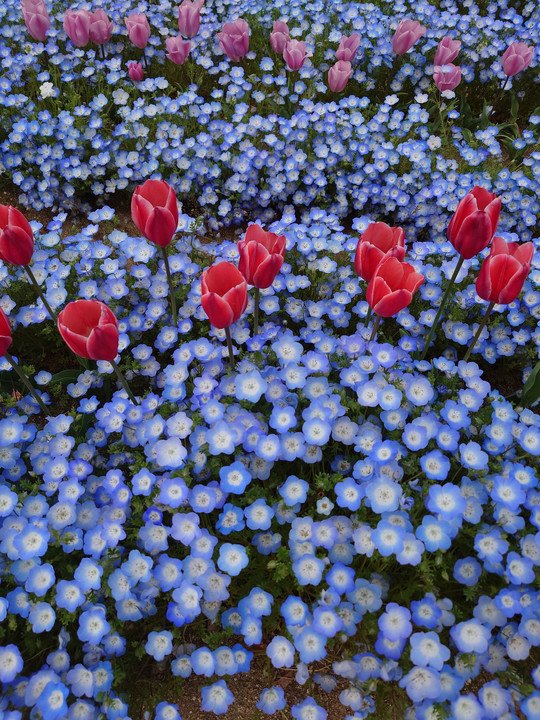 『春のハイブリッド』ふじやんまーちゃんさん