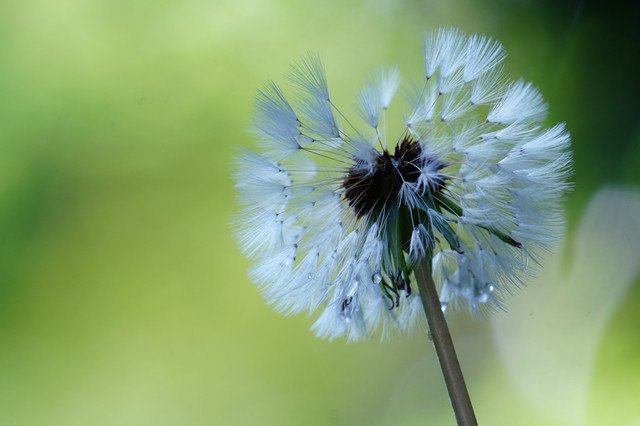 『旅立ち➿タンポポ綿毛』シバちゃんさん