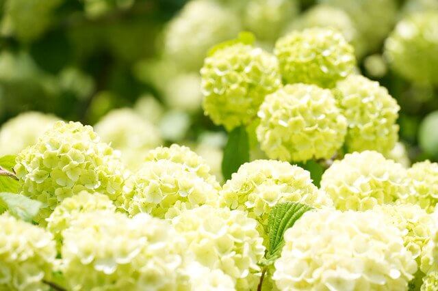 『春ですね』TK61さん