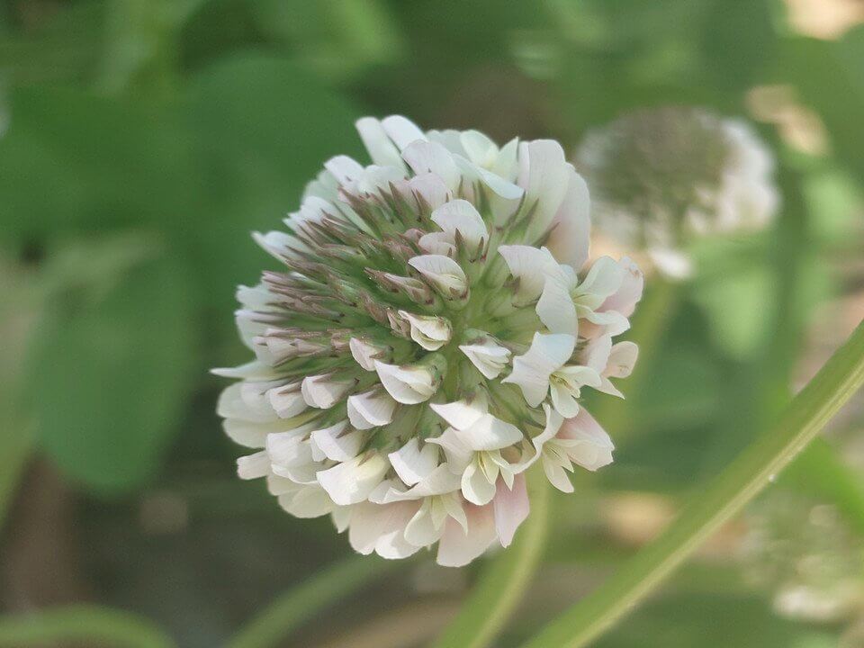 『シロツメクサ』ヤなセさん