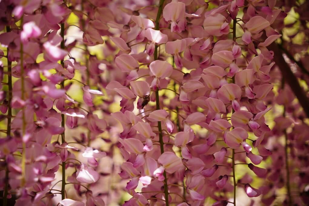 『華の仕事人』Arikicchiさん