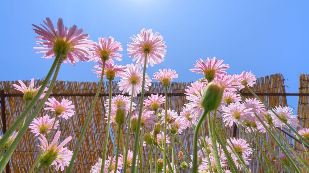 『青空に向かって伸びるモモイロタンポポ』tomo.graphさん