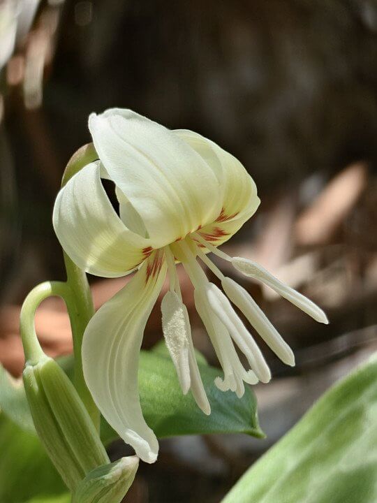 『白花カタクリ』moko3さん