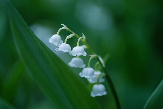 『谷間の姫百合（たにまのひめゆり）』akaikaさん