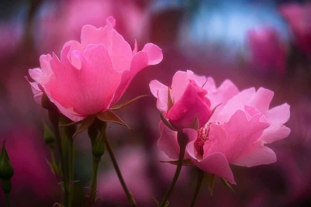 『艶やか』hidesanさん