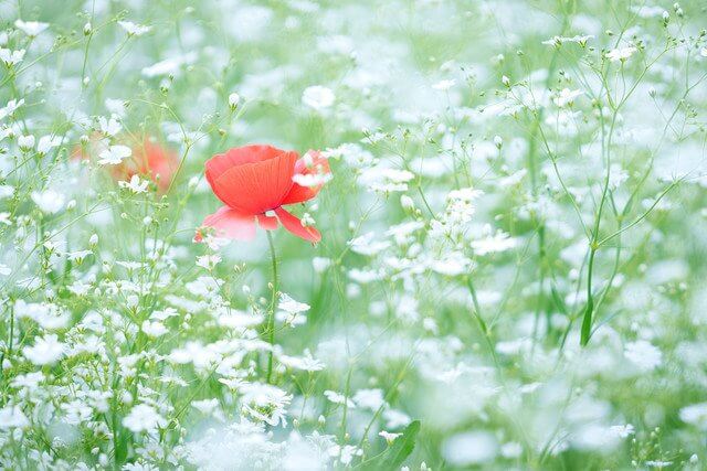 『ポピー　with　かすみ草　どちらが好きですか？』O3さん