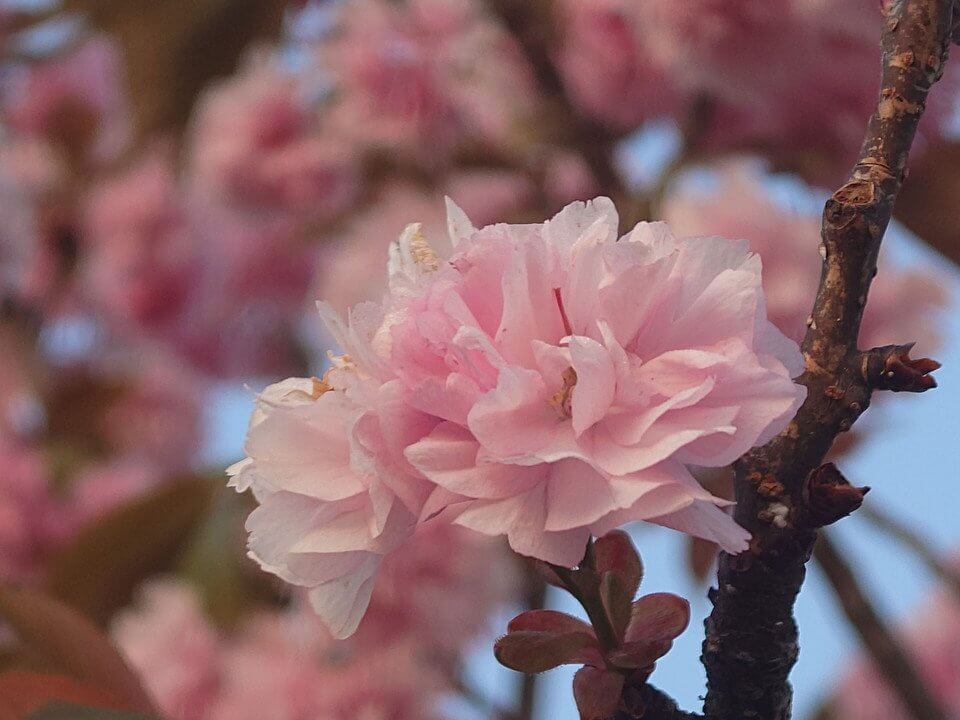 『里桜』AHaさん