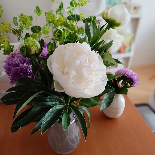 『開きかけていた芍薬が！』fmk62186さん