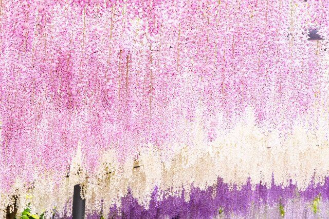 『藤棚万博記念公園』かんち55さん