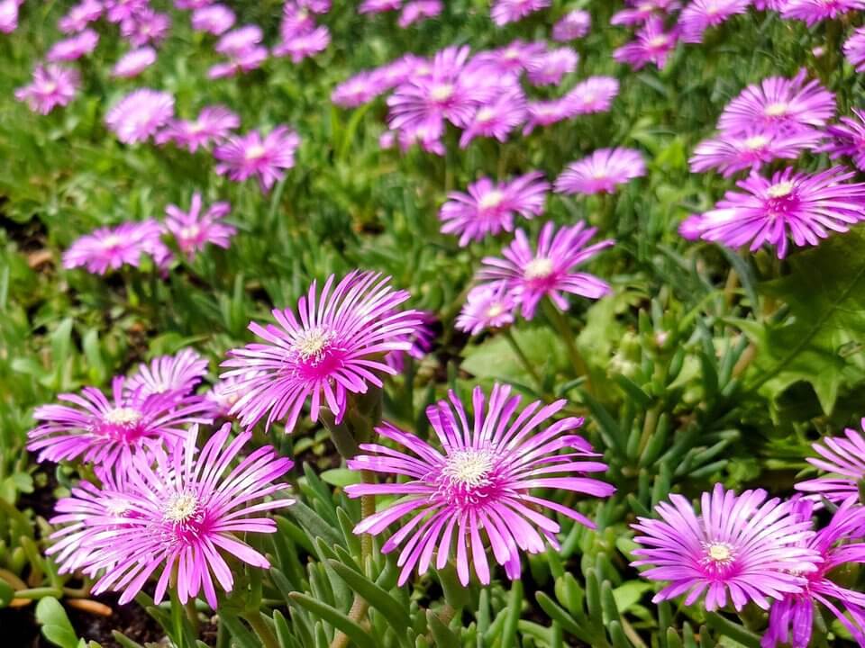 『買い物途中その3』ぐぅすけさん