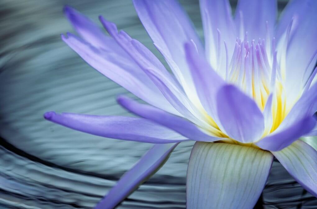 『水面の夢幻』まあくんさん