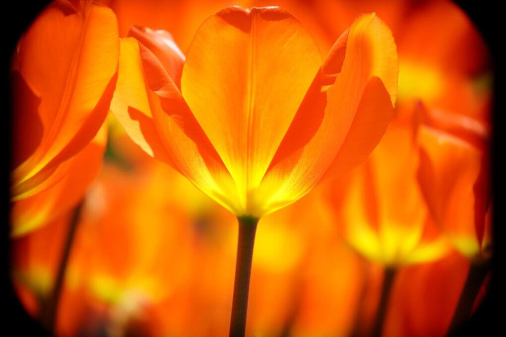 『フレア！！！』nekojiさん