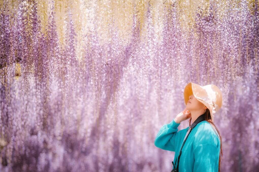 『藤色シャワー』mukkuさん