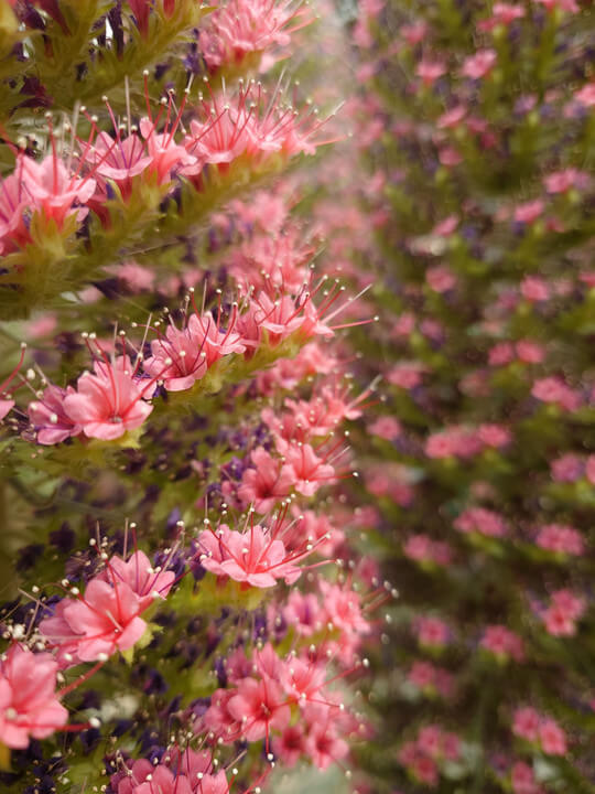 『宝石の塔』のいゆさん