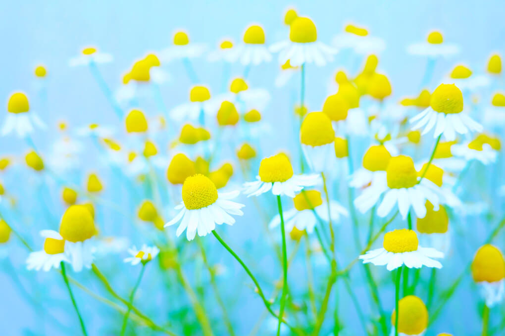 『春風にゆらゆら』M melonさん