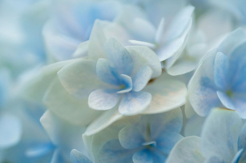 『ちょっと早い紫陽花』こうさん