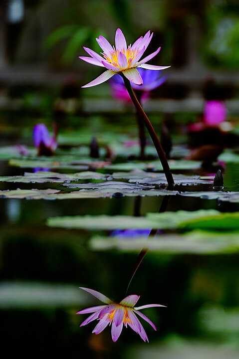 『リフレクション』ヒデボンヌさん