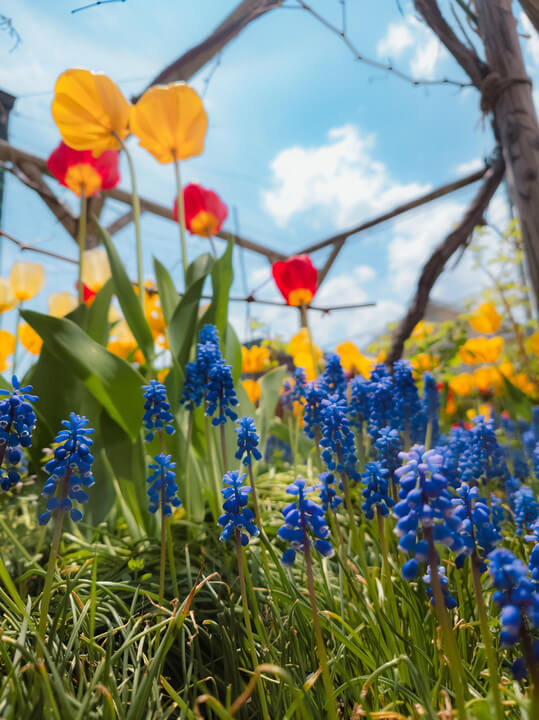 『春先』じょねさん