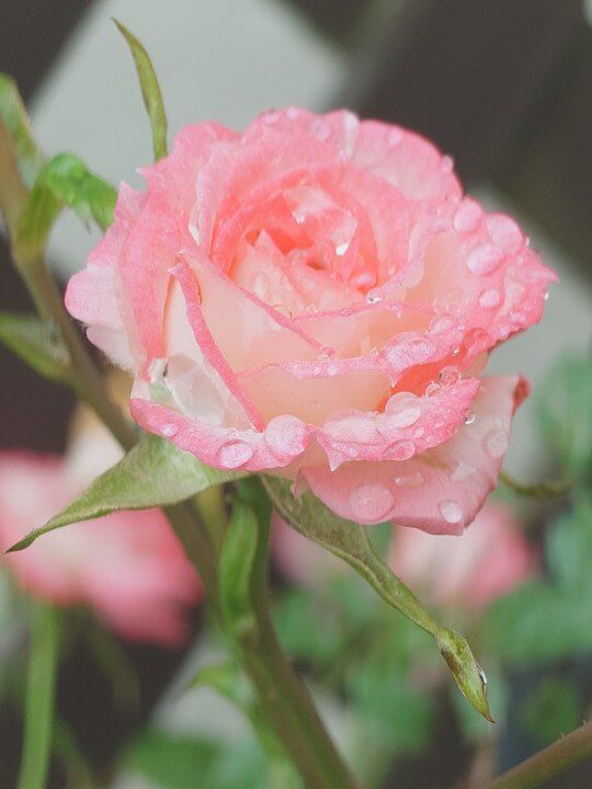 『雨上がりのバラ』そらくもさん