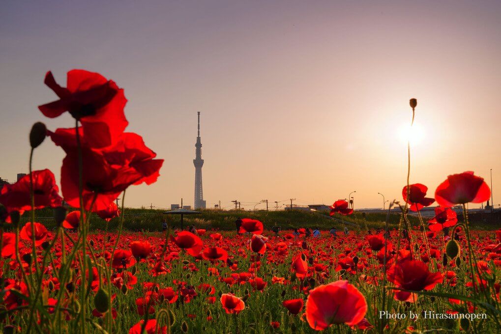 『夕日と赤いポピー畑.・*★』HirasannoPENさん