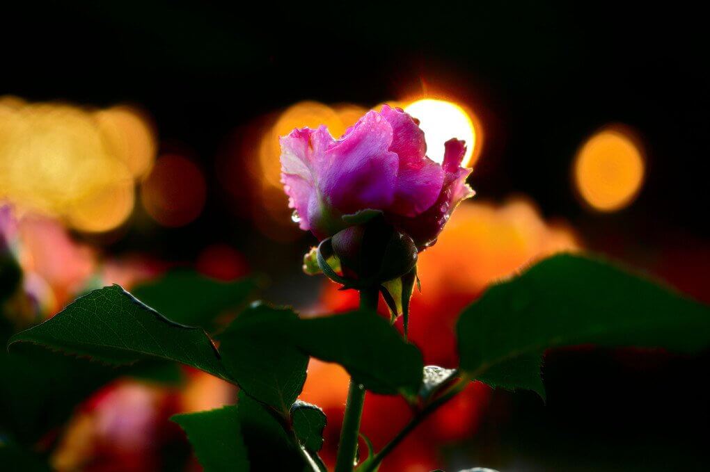 『幼少』好山病さん