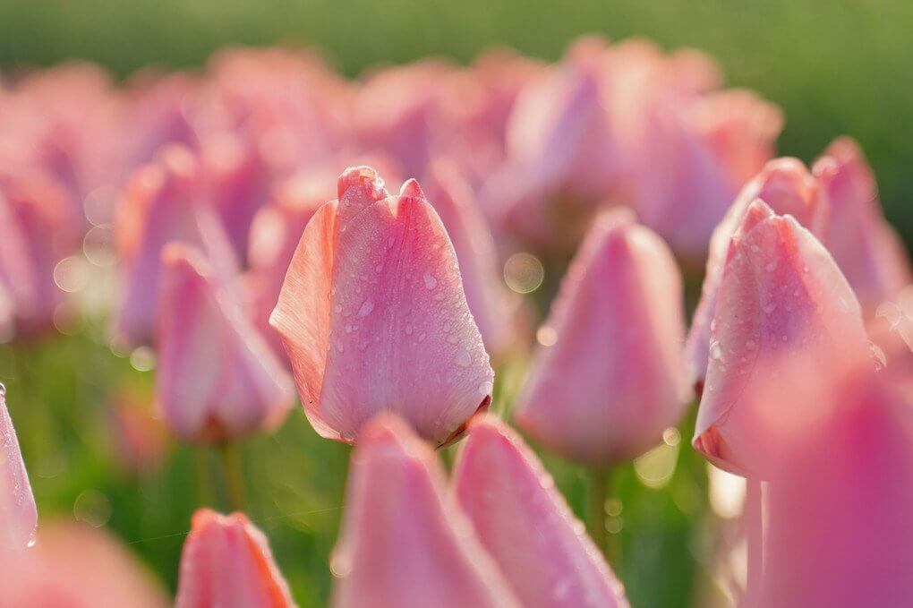 『朝露のチューリップ』Acornさん