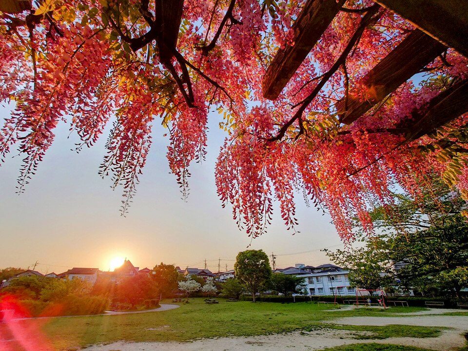 『藤が夕陽で紅葉して……』あやままさん