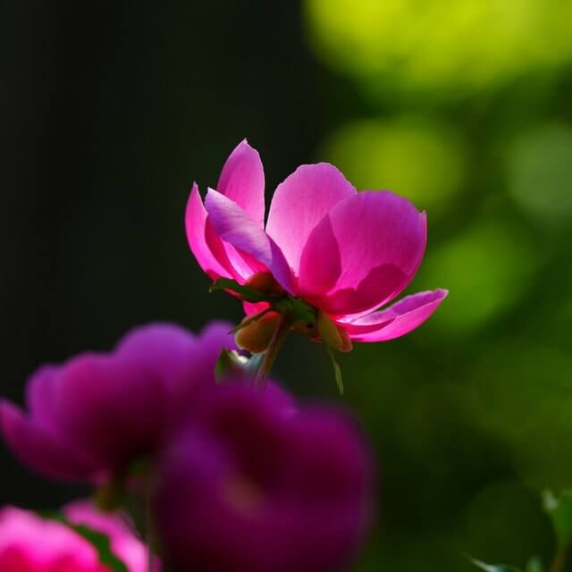 『五月の光』どーらさん