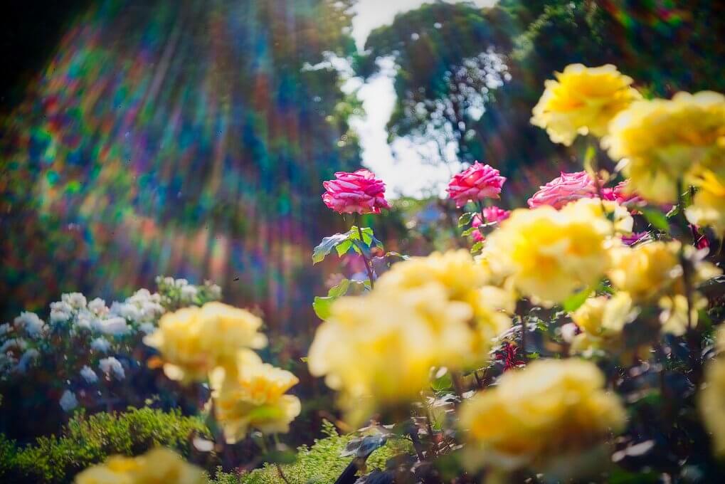 『虹色フレアー「薔薇」旧古河庭園
                        』NOBUさん