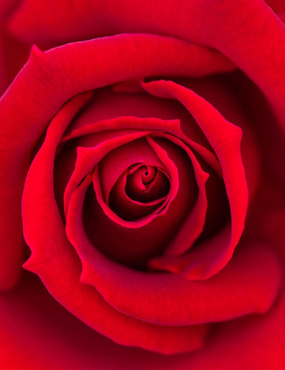 『真紅のバラ』ぴょんちゃんさん