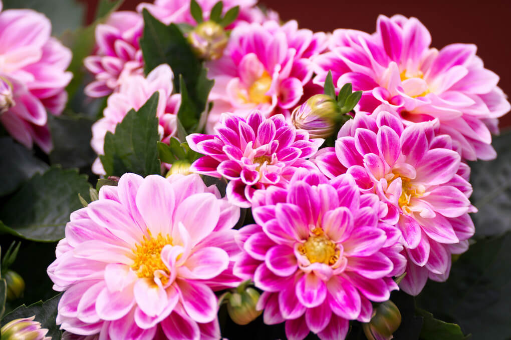 『陽花』パパウルフさん