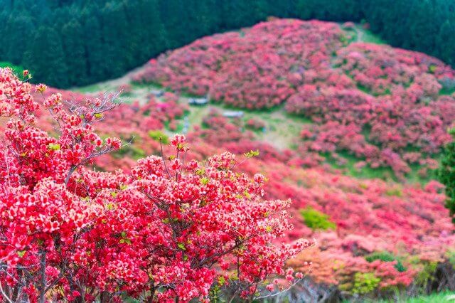 『葛城山レッド』フナちゃんさん